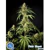 PHILOSOPHER SEEDS - PHILO SKUNK - 1 SEME