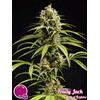 PHILOSOPHER SEEDS - FRUITY JACK - 3 SEMI