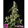PHILOSOPHER SEEDS - ORANGE CANDY - 1 SEME