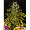 PHILOSOPHER SEEDS - SPICY CBD - 1 SEME