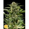PHILOSOPHER SEEDS - CHEESY AUTO - 1 SEME