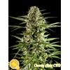PHILOSOPHER SEEDS - CHEESY AUTO CBD - 1 SEME