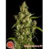 PHILOSOPHER SEEDS - JAMAICAN BLUEBERRY BX - 5 SEMI