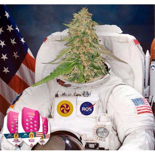 ROYAL QUEEN SEEDS - SWEET ZZ FEM - 25 SEEDS - USA PREMIUM 