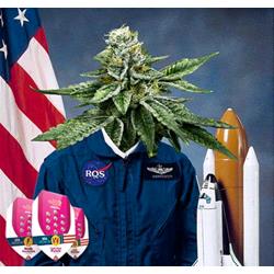 ROYAL QUEEN SEEDS - SHERBET QUEEN FEM - 3 SEMI - USA PREMIUM 