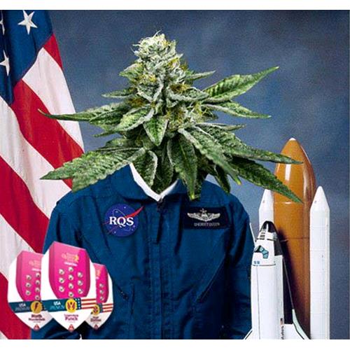 ROYAL QUEEN SEEDS - SHERBET QUEEN FEM - 3 SEMI - USA PREMIUM 