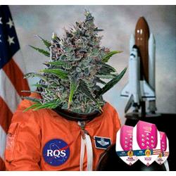 ROYAL QUEEN SEEDS - NORTH THUNDERFUCK FME - 25 SEEDS - USA PREMIUM 