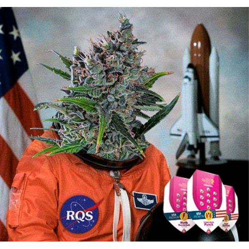 ROYAL QUEEN SEEDS - NORTH THUNDERFUCK FME - 25 SEEDS - USA PREMIUM 