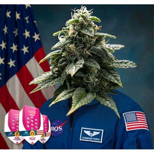 ROYAL QUEEN SEEDS - LEGENDARY OG PUNCH FEM - 1 SEME - USA PREMIUM 
