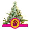 ROYAL QUEEN SEEDS - AMG AMNESIA MAC GANJA FEM - 5 SEMI