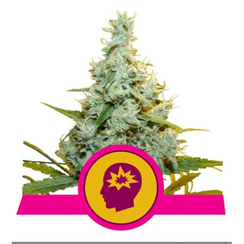 ROYAL QUEEN SEEDS - AMG AMNESIA MAC GANJA FEM - 10 SEEDS