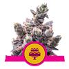 ROYAL QUEEN SEEDS - WEDDING GELATO FEM - 1 SEME