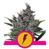 ROYAL QUEEN SEEDS - NORTH THUNDERFUCK FEM - 3 SEMI - USA PREMIUM 