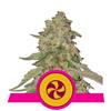 ROYAL QUEEN SEEDS - SWEET ZZ FEM - 5 SEEDS - USA PREMIUM 