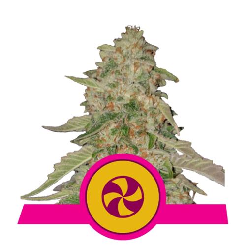 ROYAL QUEEN SEEDS - SWEET ZZ FEM - 25 SEEDS - USA PREMIUM 