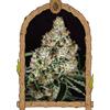 EXOTIC - ZKITTALICIOUS FEM - 5 SEEDS