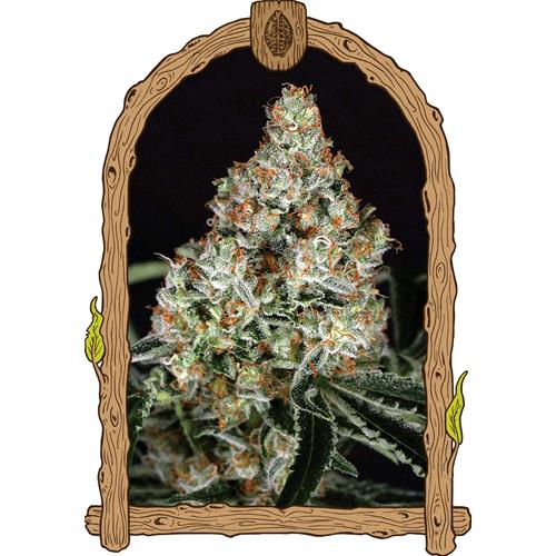 EXOTIC - ZKITTALICIOUS FEM - 5 SEEDS