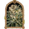 EXOTIC - HIPPIE THERAPY CBD 1 SEED