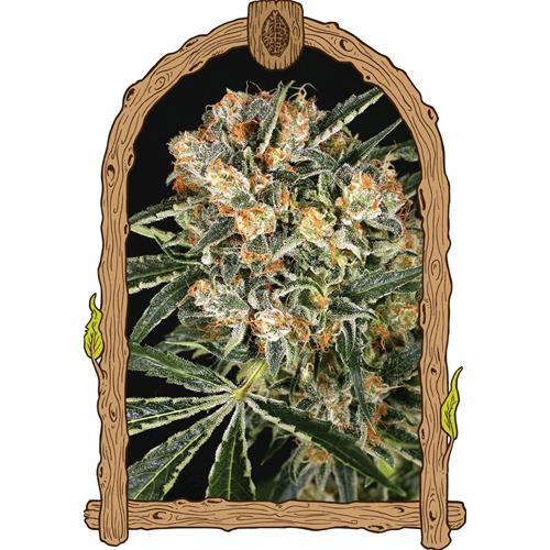 EXOTIC - HIPPIE THERAPY CBD FEM - 5 SEEDS