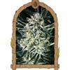 EXOTIC - JELLY BANANEN FEM - 5 SEEDS