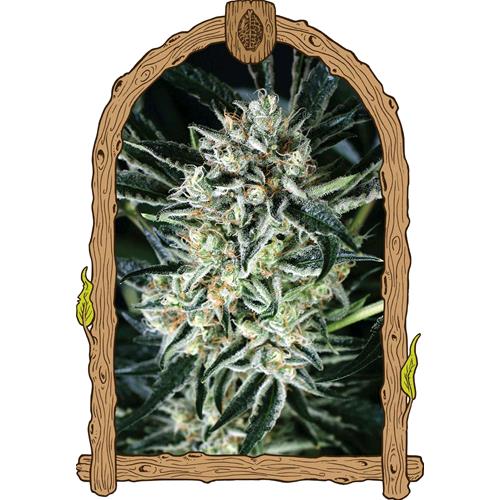 EXOTIC - JELLY BANANEN FEM - 5 SEEDS