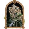 EXOTIC - MALASANA COOKIES FEM - 5 SEEDS