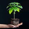 *** DA ORDINARE - MIN. 30 PZ *** PIANTINA CANAPA CERTIFICATA - BLUE DREAM THC 0,2% CBD 10% - 30 UNITÀ