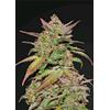 FAST BUDS - SMOOTHIE AUTO - 3 SEMI