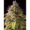 VISION SEEDS - CARAMEL MONSTER - 3 SEMI