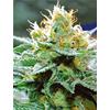 VISION SEEDS - AMNESIA X BUDDHA KUSH - 3 SEMI
