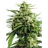VISION SEEDS - VISION GORILLA AUTO - 3+1 SEMI