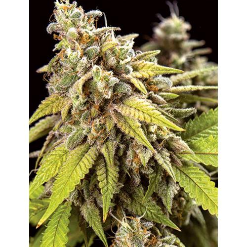 VISION SEEDS - DOCTOR JAMAICA AUTO - 3+1 SEMI