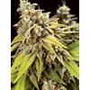 VISION SEEDS - DOCTOR JAMAICA AUTO - 5 SEMI