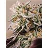 VISION SEEDS - VISION GELATO AUTO - 3 SEMI
