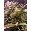 VISION SEEDS - VISION CARAMELLO AUTO - 3 SEMI