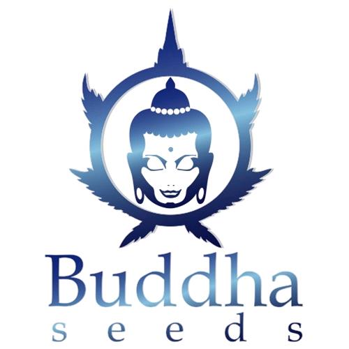 BUDDHA SEEDS - PULSAR FEMMINIZZATA - 5 SEMI