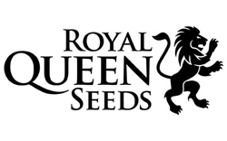 Royal Queen Seeds