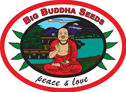 Big Buddha seeds