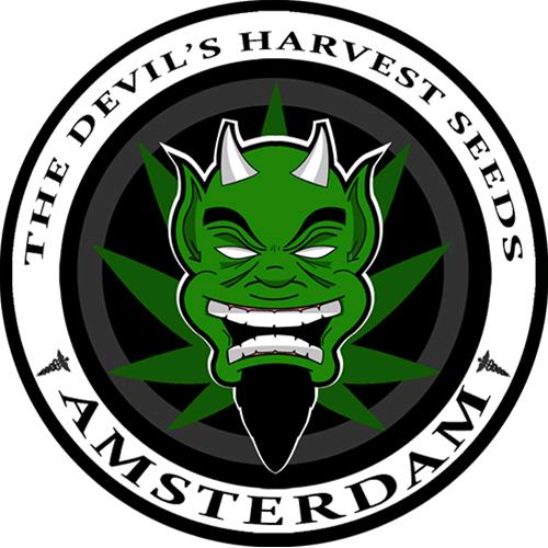 DEVIL'S HARVEST - OG REEK'N FEMIZED - 5 SEEDS