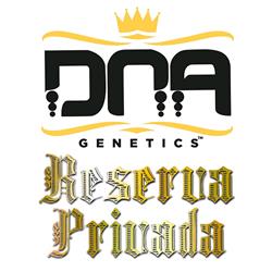 DNA GENETICS - STRAWBERRY BANANA FEM - 10 SEEDS