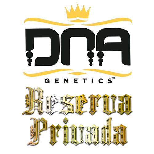 DNA GENETICS - STRAWBERRY BANANA FEM - 10 SEEDS