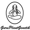 GURU PLANT - EQUILIBRIUM CBD - 5 SEEDS