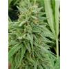 HSB - BLACKBERRY KUSH CBD AUTO - 25 SEMI