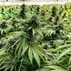 HSB - CANNATONIC BZ1 FEM CBD - THC <0.4% CBD 11-15% CBD - 25 SEMI