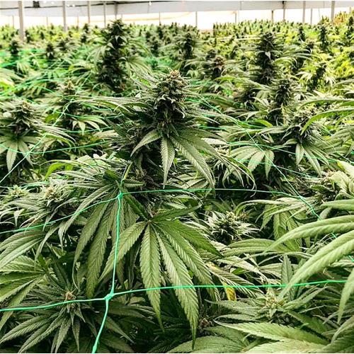 HSB - QUEEN SPECIAL FEM CBD - 25 SEMI