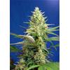 HSB - DIESEL CBD AUTO - <0.5% THC CBD 8-20% CBD - 25 SEMI