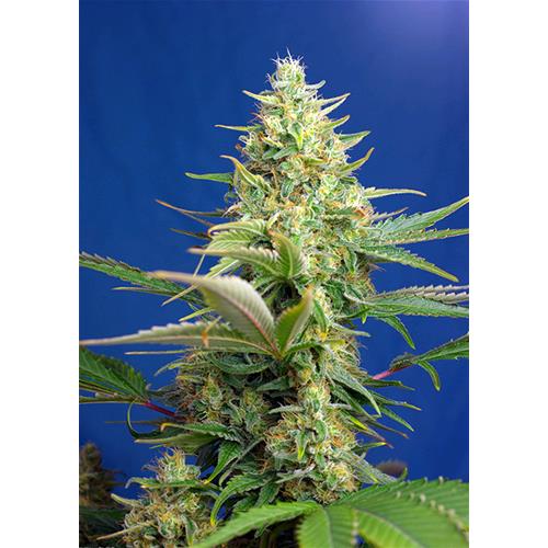 HSB - DIESEL CBD AUTO - <0.5% THC CBD 8-20% CBD - 25 SEMI