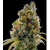 HSB - CANNADIOL FEM - <0.5% THC - 25 SEMI