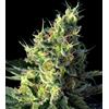 HSB - DIESEL CBD FEM - <0.5% THC CBD 10-18% CBD - 25 SEMI