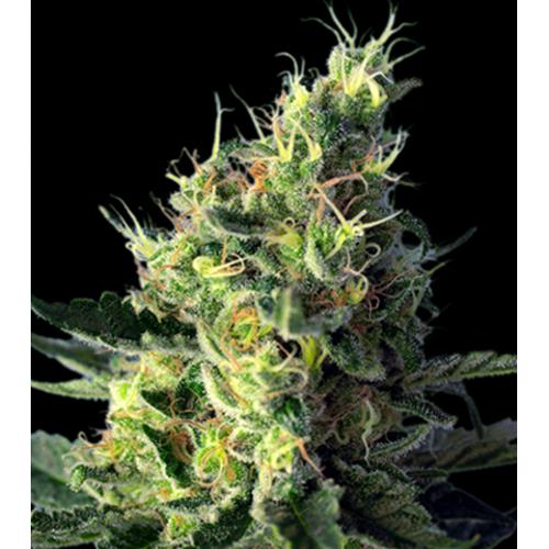 HSB - DIESEL CBD FEM - <0.5% THC CBD 10-18% CBD - 25 SEMI